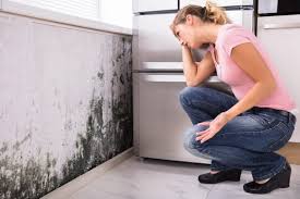 Best Mold Removal for HVAC Installations  in USA